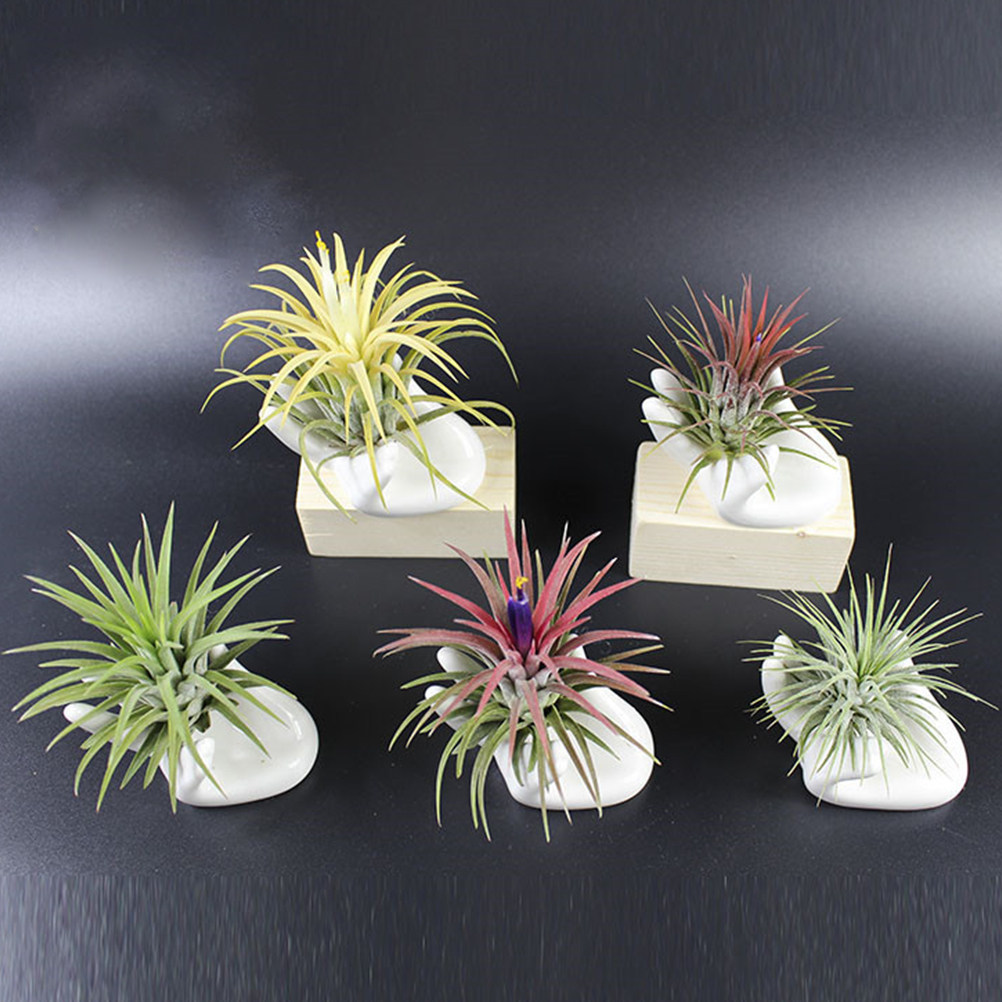 Air Plant Tillandsia - 8-delige keramische vingerocarina basis luchtplantenhouder bergamot