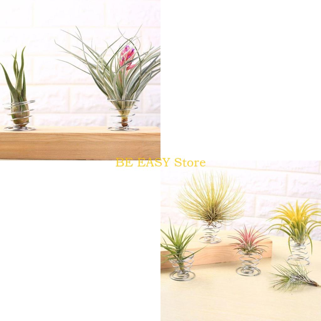 E28F Set 20 levende tropische  - Air Plant Tillandsia recensie en prijs