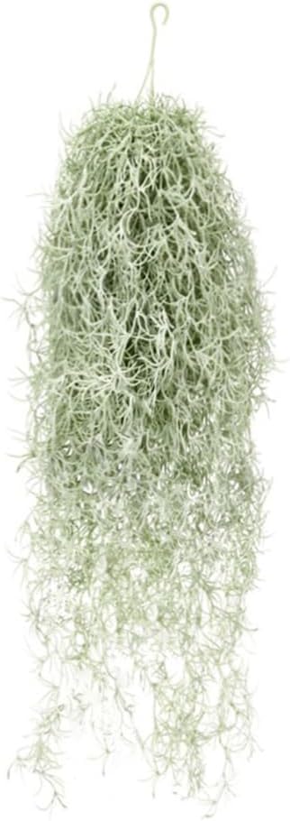 Kunstmatige massaal Tillandsia - Air Plant Tillandsia recensie en prijs