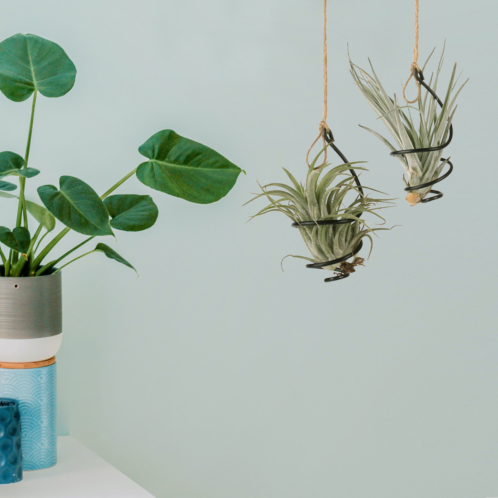 30 stuks metalen luchtplantenh - Air Plant Tillandsia recensie en prijs
