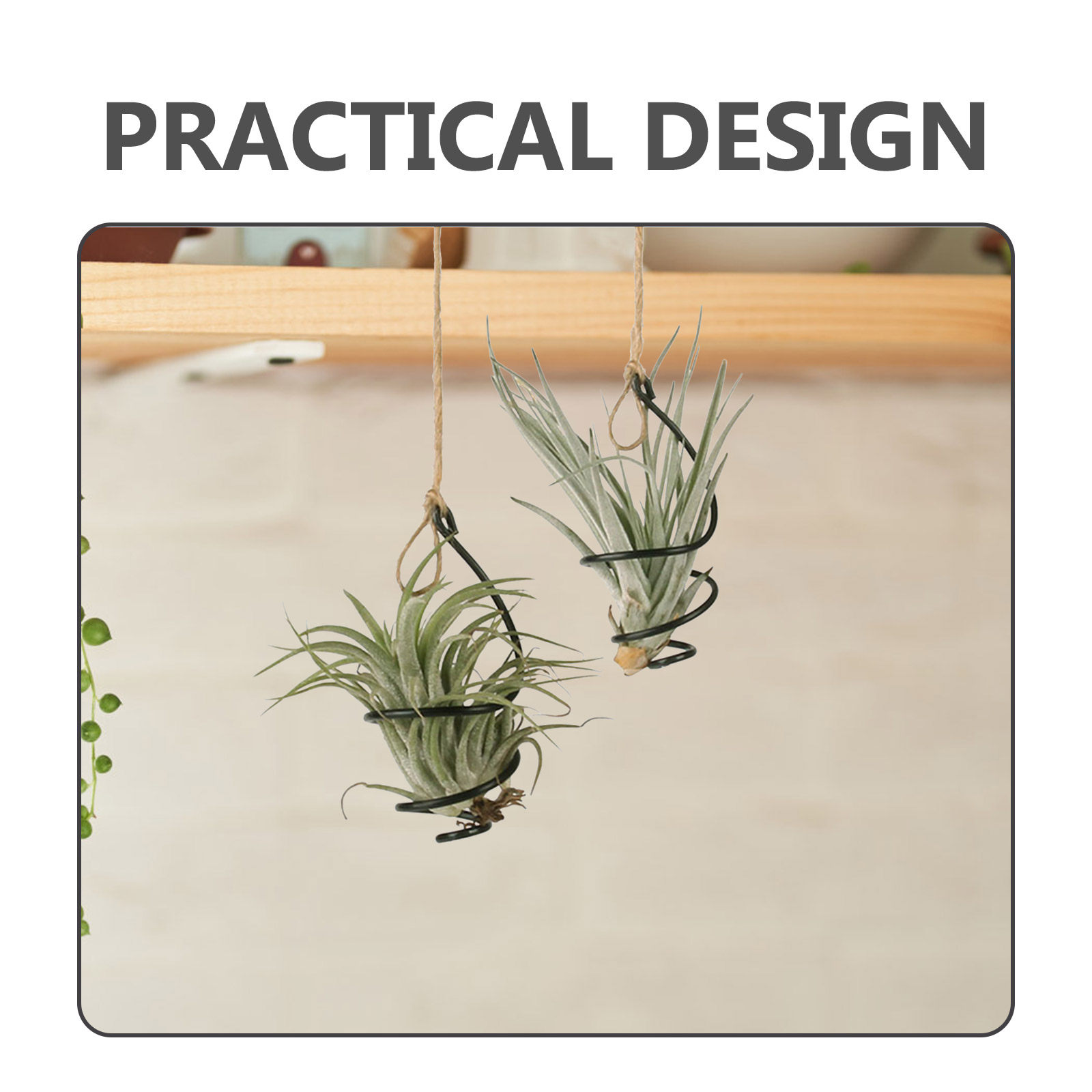 12-delige set hangende luchtpl - Air Plant Tillandsia recensie en prijs