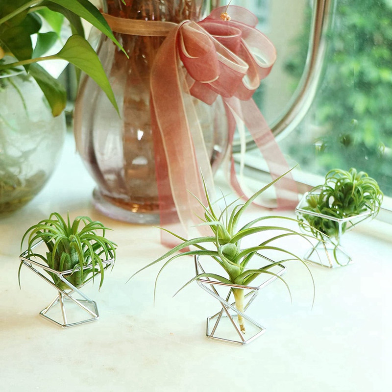 Pack 5 luchtplantenhouders Luc - Air Plant Tillandsia recensie en prijs