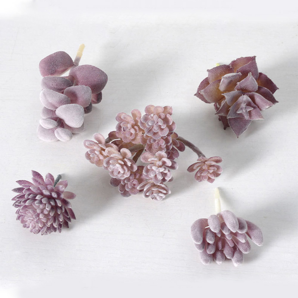 Charmant voor mini bonsai succ - Succulent Arrangement Mini recensie en prijs