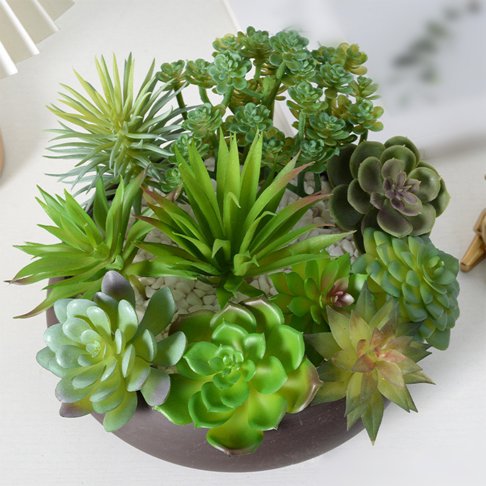 Charmant voor mini bonsai succ - Succulent Arrangement Mini recensie en prijs