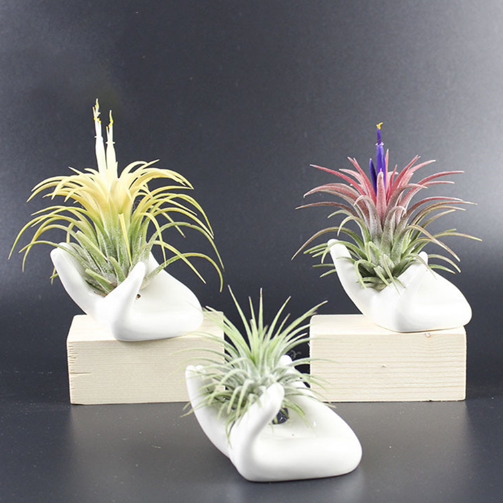 8-delige keramische vingerocar - Air Plant Tillandsia recensie en prijs
