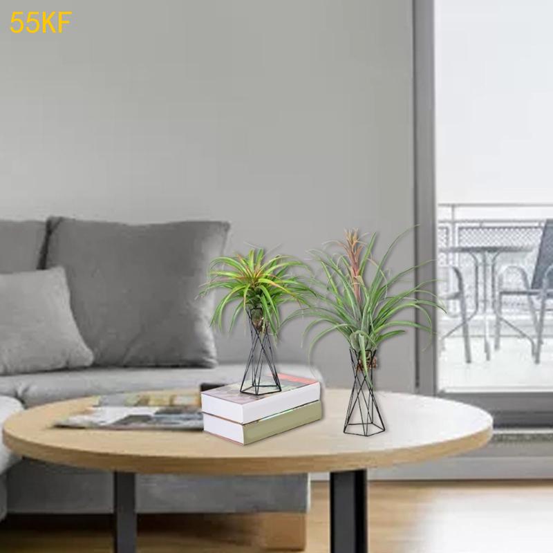 55kf Noordse luchtplanthouder  - Air Plant Tillandsia recensie en prijs